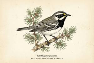Black-throated Gray Warbler illustration