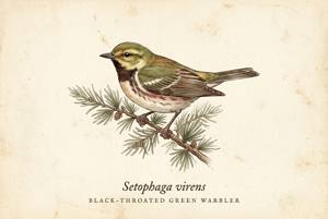 Black-throated Green Warbler illustration