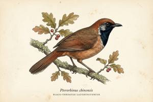 Black-throated Laughingthrush illustration