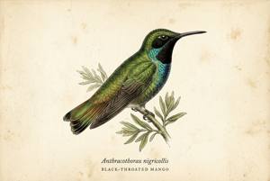 Black-throated Mango illustration