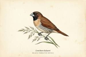 Black-throated Munia illustration