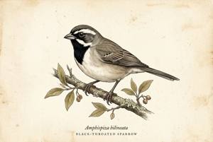 Black-throated Sparrow illustration