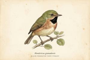 Black-throated Tody-Tyrant illustration