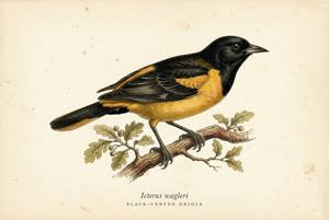 Black-vented Oriole illustration