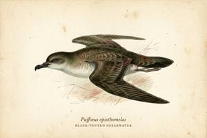 Black-vented Shearwater illustration