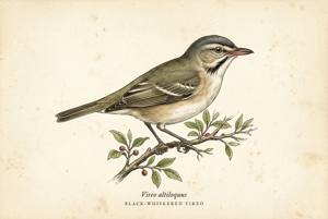 Black-whiskered Vireo illustration