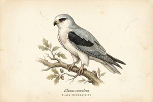 Black-winged Kite illustration