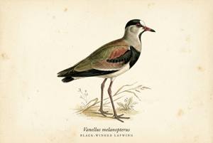 Black-winged Lapwing illustration