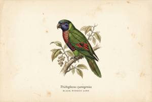 Black-winged Lory illustration