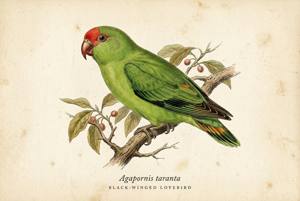 Black-winged Lovebird illustration