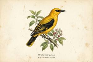 Black-winged Oriole illustration