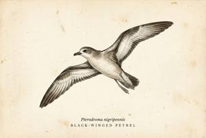 Black-winged Petrel illustration