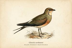 Black-winged Pratincole illustration