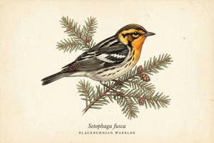 Blackburnian Warbler illustration