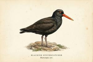 Blackish Oystercatcher illustration