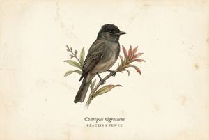 Blackish Pewee illustration