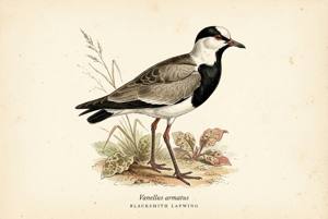 Blacksmith Lapwing illustration