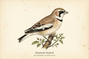 Blanford's Snowfinch illustration