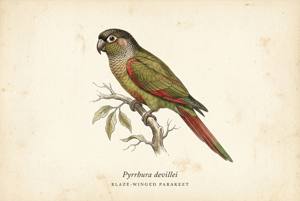 Blaze-winged Parakeet illustration