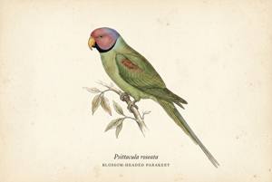 Blossom-headed Parakeet illustration