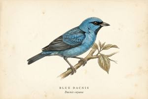 Blue Dacnis illustration