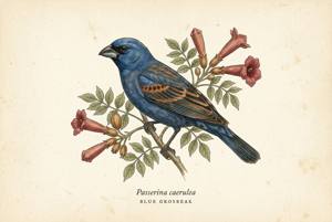 Blue Grosbeak illustration