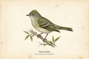 Blue Mountain Elaenia illustration