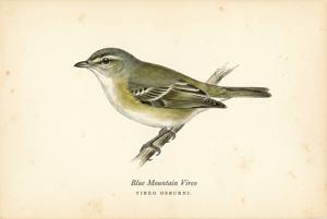Blue Mountain Vireo illustration