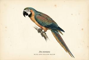 Blue-and-yellow Macaw illustration
