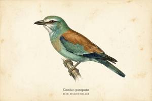 Blue-bellied Roller illustration