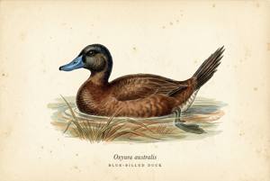 Blue-billed Duck illustration