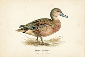 Blue-billed Teal illustration