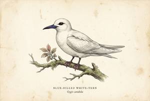 Blue-billed White-Tern illustration