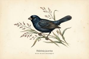 Blue-black Grassquit illustration