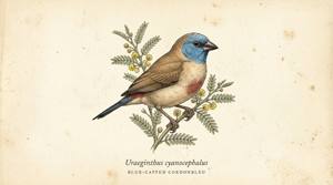 Blue-capped Cordonbleu illustration