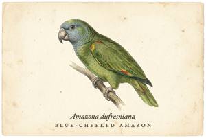 Blue-cheeked Amazon illustration