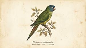 Blue-crowned Parakeet illustration