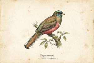 Blue-crowned Trogon illustration