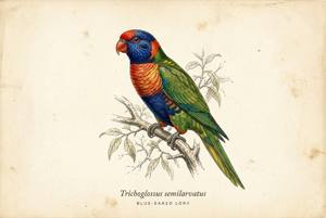 Blue-eared Lory illustration