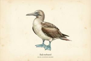 Blue-footed Booby illustration