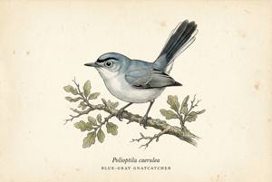 Blue-gray Gnatcatcher illustration