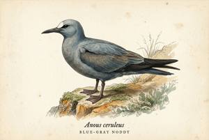 Blue-gray Noddy illustration
