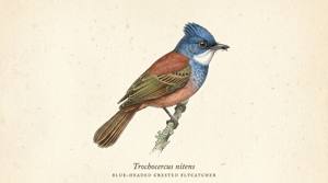 Blue-headed Crested Flycatcher illustration