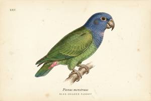 Blue-headed Parrot illustration
