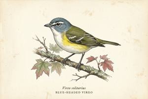 Blue-headed Vireo illustration