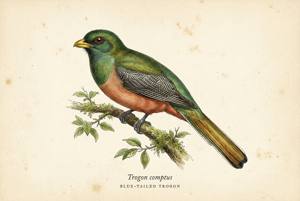 Blue-tailed Trogon illustration