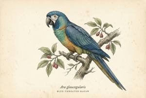 Blue-throated Macaw illustration