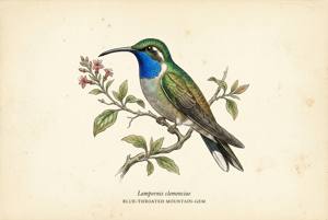 Blue-throated Mountain-gem illustration