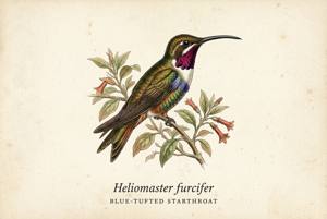 Blue-tufted Starthroat illustration