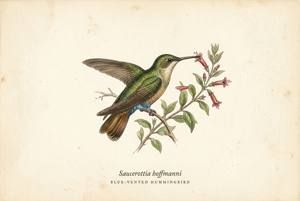 Blue-vented Hummingbird illustration
